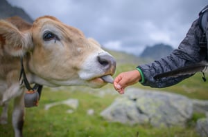 Cow_Licks_A_Hand_original_1020656-1