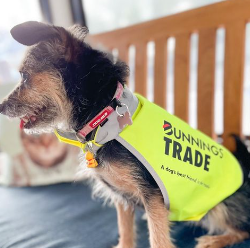 A dog wearing Bunnings Trade hi-vis clothing made by Novelli